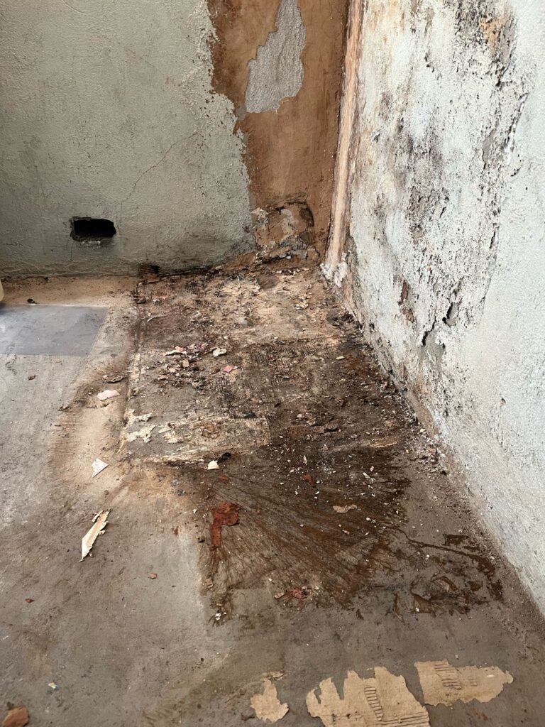 Zwam in huis herkennen